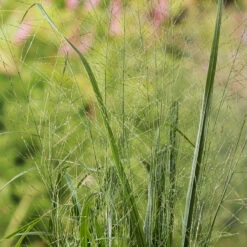 Jättetåtel 'Karl Foerster' 2L, 2-pack