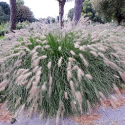 Lampborstgräs 'Hameln' 2L, 2-pack -Hot Sale Wexthuset Store perenn lampborstgras hameln 2 1