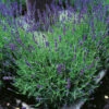 Lavendel 'Hidcote' 2L, 2-pack -Hot Sale Wexthuset Store perenn lavendel hidcote 2l