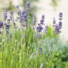 Lavendel 'Munstead' 2L, 2pack -Hot Sale Wexthuset Store perenn lavendel munstead 2l