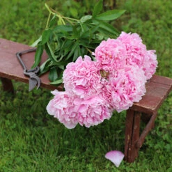 Luktpion 'Sarah Bernhardt' 2L, 2-pack -Hot Sale Wexthuset Store perenn luktpion sarah bernhardt 2l snitt