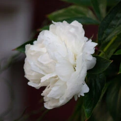 Luktpion 'Shirley Temple' 2L, 2-pack -Hot Sale Wexthuset Store perenn luktpion shirley temple 2l 1