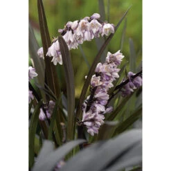 Mörkt Ormskägg 'Niger' 2L, 2-pack -Hot Sale Wexthuset Store perenn morkt ormskagg niger 2l blomma