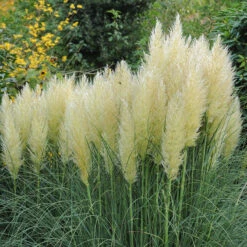 Pampasgräs 'Pumila' 2L, 2-pack -Hot Sale Wexthuset Store perenn pampasgras 2l