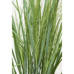 Prydnadshirs 'Northwind' 2L, 2-pack -Hot Sale Wexthuset Store perenn prydnadshirs northwind 2l 1