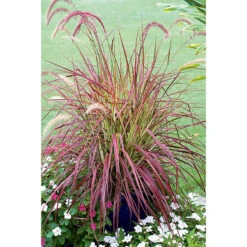 Rött Fjäderborstgräs 'Fireworks' 2L, 2-pack -Hot Sale Wexthuset Store perenn rott fjaderborstgras fireworks 2l 1