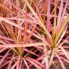 Rött Fjäderborstgräs 'Fireworks' 2L, 2-pack -Hot Sale Wexthuset Store perenn rott fjaderborstgras fireworks 2l