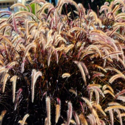 Rött Fjäderborstgräs 'Rubrum' 2L, 2-pack -Hot Sale Wexthuset Store perenn rott fjaderborstgras rubrum 2l 1