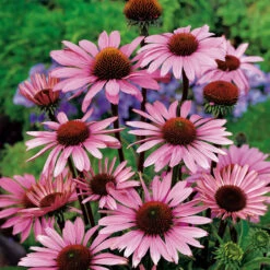 Solhatt 'Magnus' 2L, 2-pack