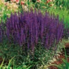 Stäppsalvia 'Caradonna' 2L, 2-pack -Hot Sale Wexthuset Store perenn stappsalvia caradonna 2l