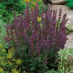 Stäppsalvia 'Ostfriesland' 2L, 2-pack