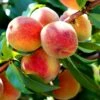 Persika 'Redhaven' -Hot Sale Wexthuset Store persika redhaven