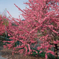 Persika 'Frost' -Hot Sale Wexthuset Store persikotrad persika frost blommor