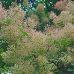 Perukbuske 'Young Lady', 5-pack 7 Perukbuske 'Young Lady', 5-pack -Hot Sale Wexthuset Store perukbuske young lady 2