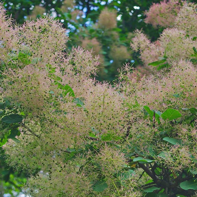 Perukbuske 'Young Lady', 5-pack 4 Perukbuske 'Young Lady', 5-pack - Image 2