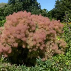 Perukbuske 'Young Lady', 3-pack -Hot Sale Wexthuset Store perukbuske young lady 3 1