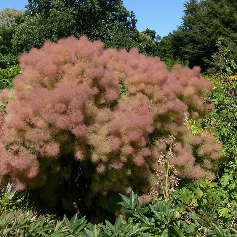 Perukbuske 'Young Lady', 5-pack 5 Perukbuske 'Young Lady', 5-pack - Image 3