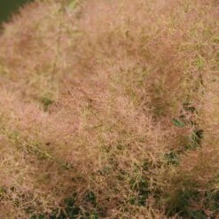 Perukbuske 'Young Lady', 5-pack 9 Perukbuske 'Young Lady', 5-pack -Hot Sale Wexthuset Store perukbuske young lady 4