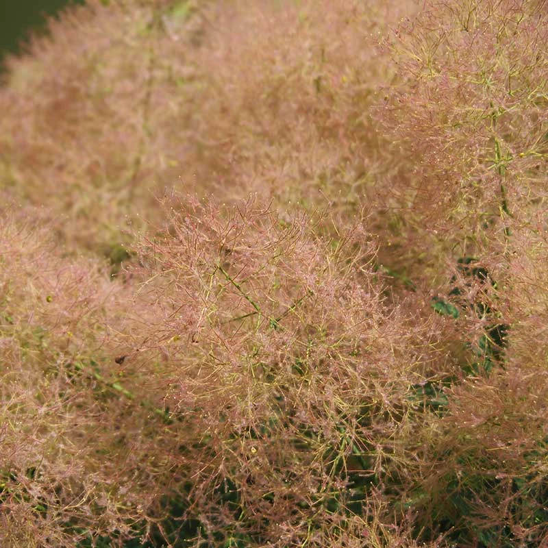 Perukbuske 'Young Lady', 5-pack 6 Perukbuske 'Young Lady', 5-pack - Image 4