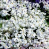 Krypflox 'Alba', 6-pack -Hot Sale Wexthuset Store phlox stolonifera alba krypflox