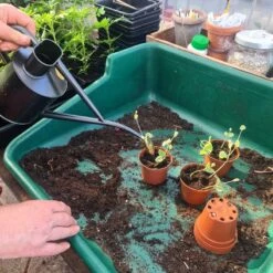 Planteringsbricka Tidy Tray, Grön -Hot Sale Wexthuset Store plantbord for omplantering WH