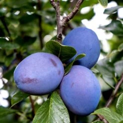 Plommon 'Herman' - M Uppbindn