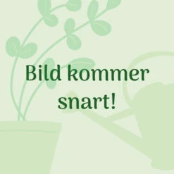 Meyer Pluggbrätte Med 150 Celler Rund Plugg, 3-pack