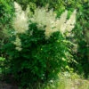 Plymspirea, 3-pack -Hot Sale Wexthuset Store plymspirea aruncus dioicus