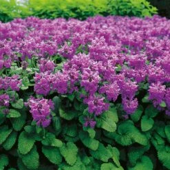 Praktbetonika 'Superba', 6-pack -Hot Sale Wexthuset Store praktbetonika superba 2