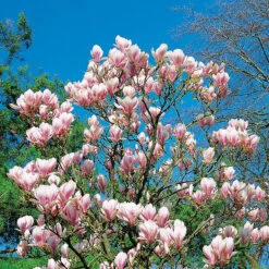 Praktmagnolia