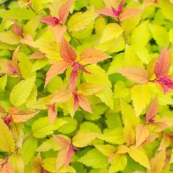 Praktspiraea 'Firelight', 5-pack -Hot Sale Wexthuset Store praktspiraea firelight 2 2