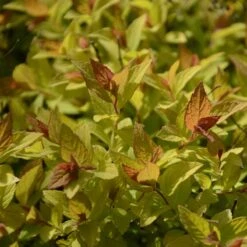 Praktspiraea 'Firelight', 1-pack -Hot Sale Wexthuset Store praktspiraea firelight 3