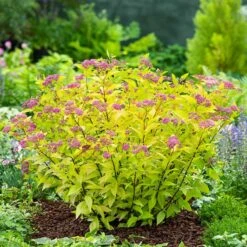 Praktspiraea 'Firelight', 1-pack -Hot Sale Wexthuset Store praktspiraea firelight 4