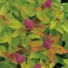 Praktspiraea 'Firelight', 5-pack -Hot Sale Wexthuset Store praktspiraea firelight 5