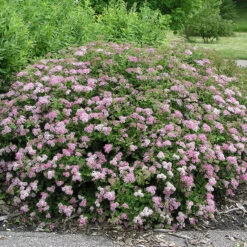 Praktspirea 'Little Princess'