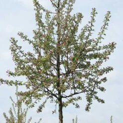 Prydnadsapel 'Evereste'