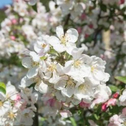 Prydnadsapel 'Evereste' -Hot Sale Wexthuset Store prydnadsapel evereste 3