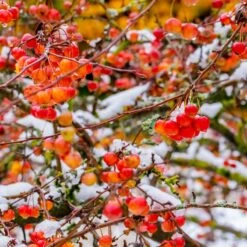 Prydnadsapel 'Evereste' -Hot Sale Wexthuset Store prydnadsapel evereste 4