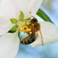 Prydnadsapel, Malus 'Red Sentinal' -Hot Sale Wexthuset Store prydnadsapel malus red sentinal pollinator