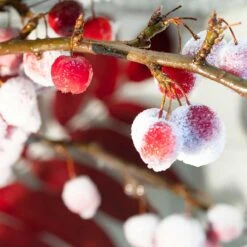 Prydnadsapel, Malus 'Red Sentinal' -Hot Sale Wexthuset Store prydnadsapel malus red sentinal vinter