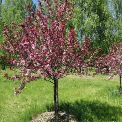 Prydnadsapel, Malus 'Rudolf'