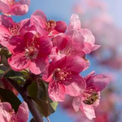 Prydnadsapel, Malus 'Rudolf' 8 Prydnadsapel, Malus 'Rudolf' -Hot Sale Wexthuset Store prydnadsapel malus rudolf rosa blom