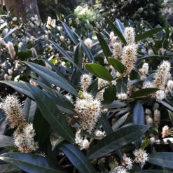 Lagerhägg 'Herbergii', 1-pack