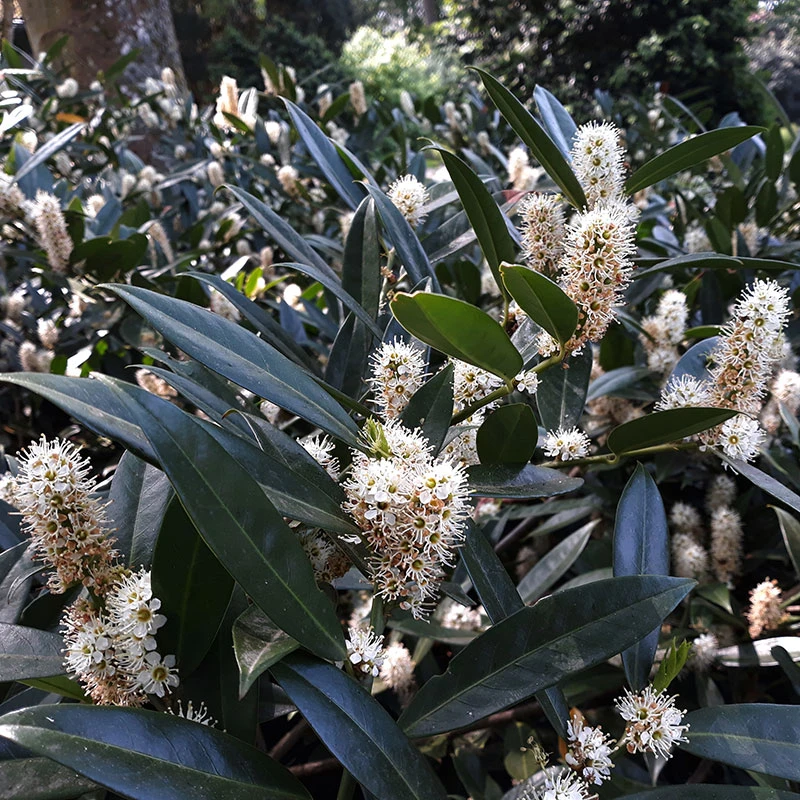 Lagerhägg 'Herbergii', 1-pack 3 Lagerhägg 'Herbergii', 1-pack