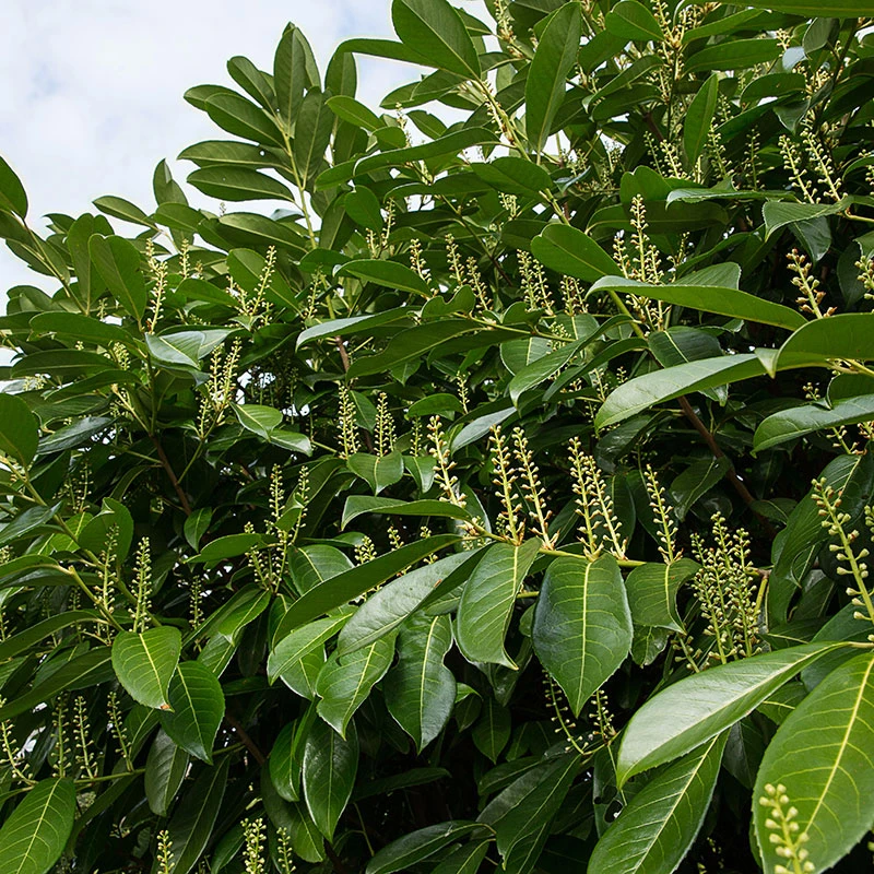 Lagerhägg 'Mano', 1-pack 3 Lagerhägg 'Mano', 1-pack