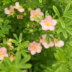 Trädgårdstok 'Pink Queen', 1-pack