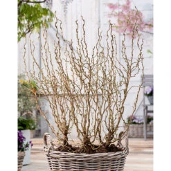 Ormhassel 'Scooter', 1-pack -Hot Sale Wexthuset Store prydnadsbuske ormhassel scooter i kruka