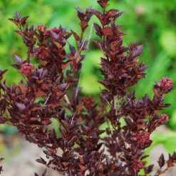 Smällspirea 'Tiny Wine', 1-pack 5 Smällspirea 'Tiny Wine', 1-pack -Hot Sale Wexthuset Store prydnadsbuske smallspirea tiny wine 1