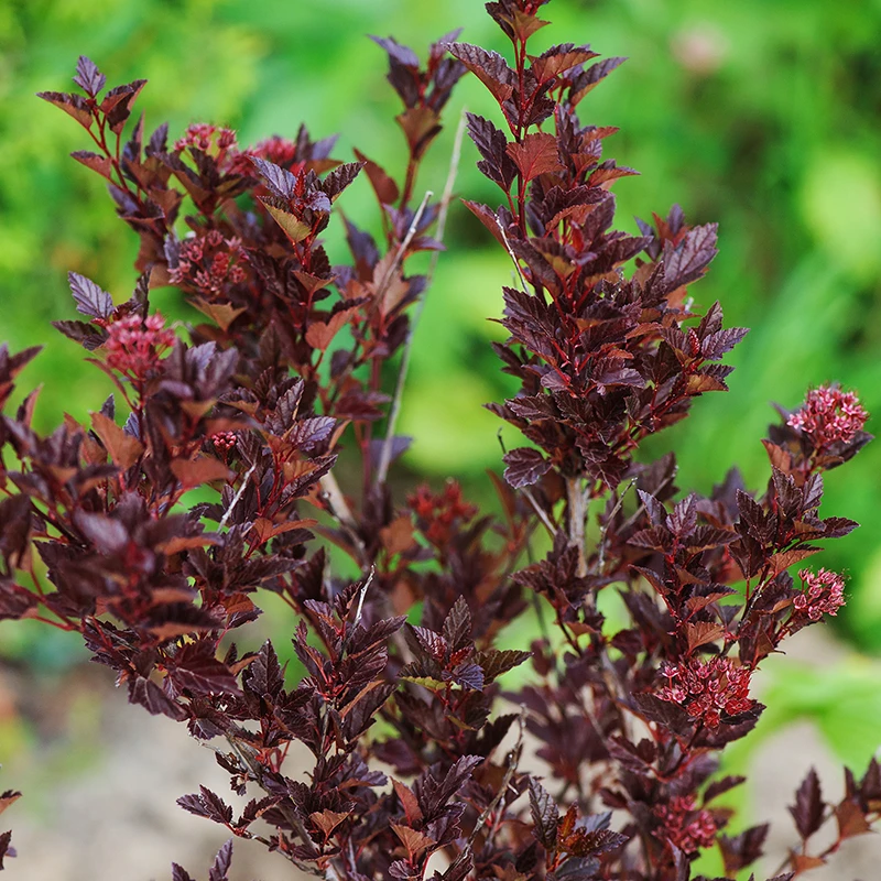 Smällspirea 'Tiny Wine', 1-pack 4 Smällspirea 'Tiny Wine', 1-pack - Image 2