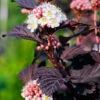 Smällspirea 'Tiny Wine', 1-pack -Hot Sale Wexthuset Store prydnadsbuske smallspirea tiny wine